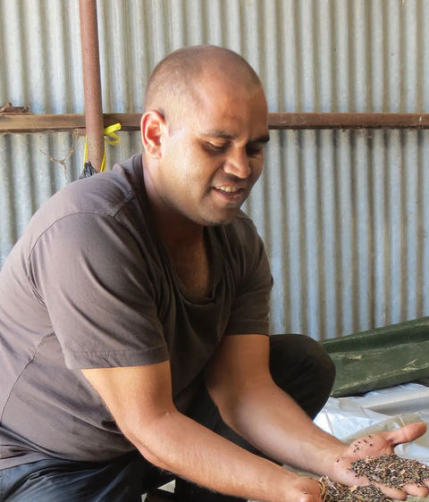 Man kneeling and holding wattle seeds