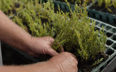 Close up of hands planting tree seedlings