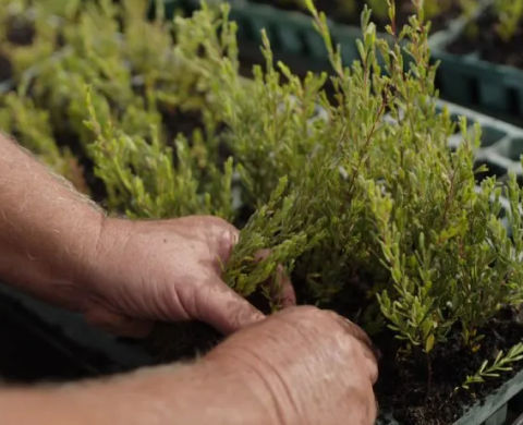 Close up of hands planting tree seedlings